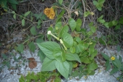 <strong>Ipomoea macrantha - Ramon, Laurence - 139</strong><br />© Ramon, Laurence